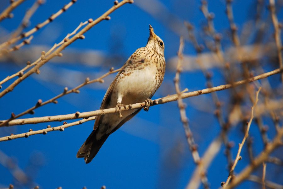 Fieldfare