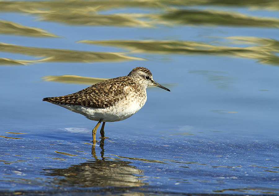 Wood Sandpiper