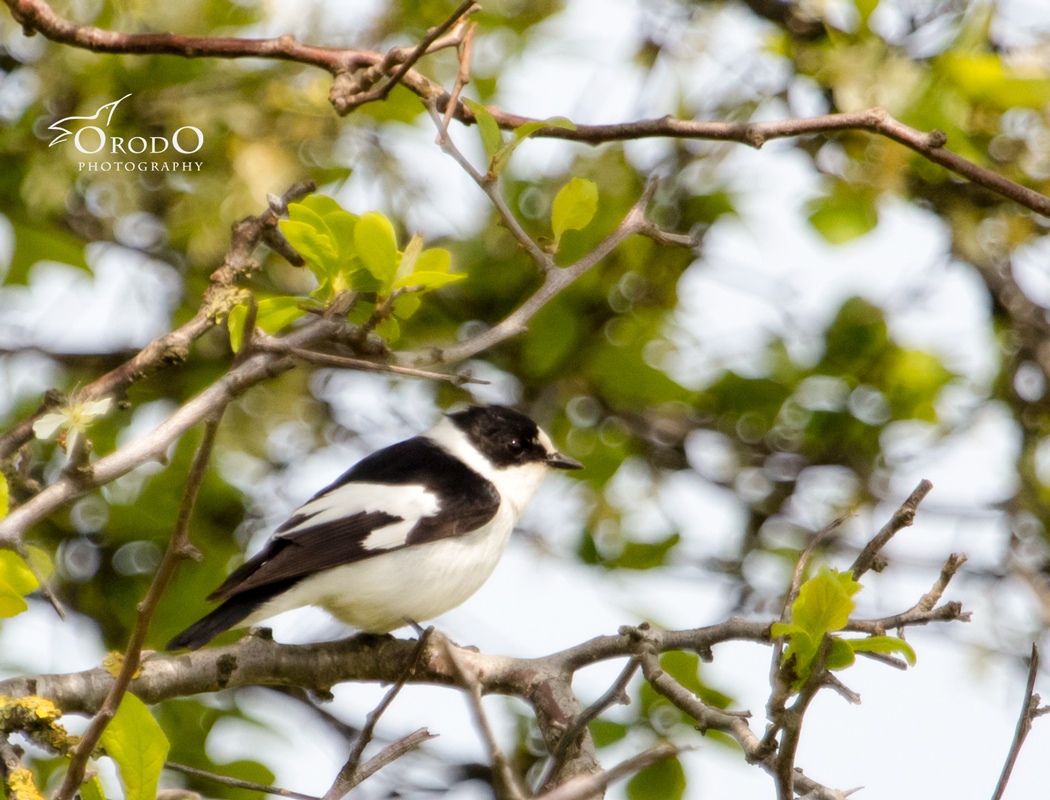 Collared Flycatcher