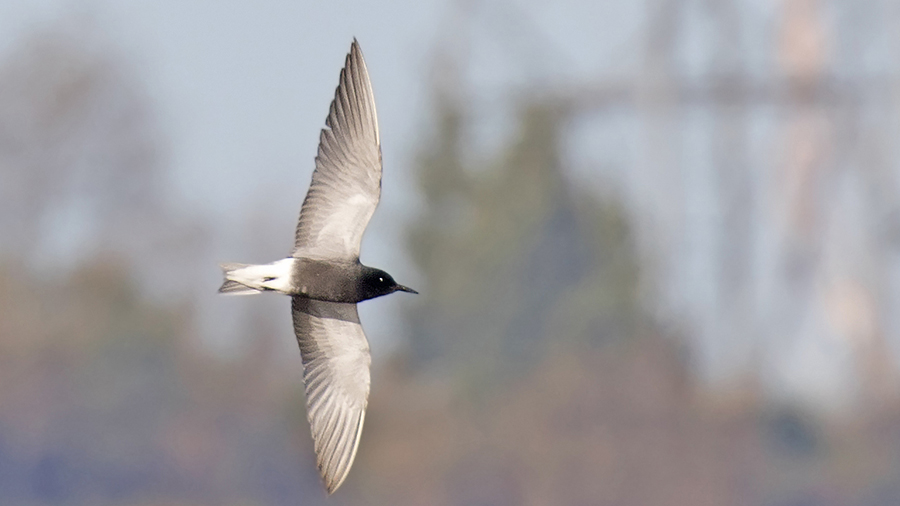 Black Tern