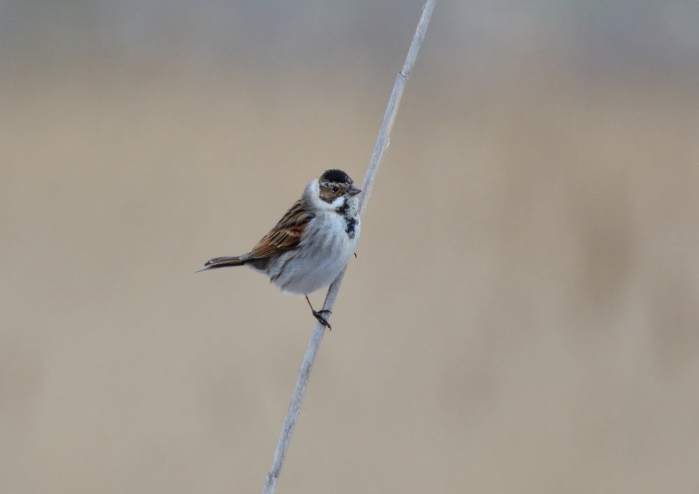 Common Reed Bunting