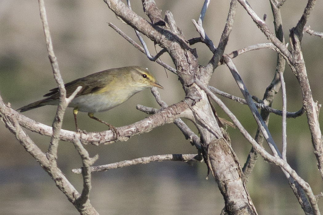 Willow Warbler