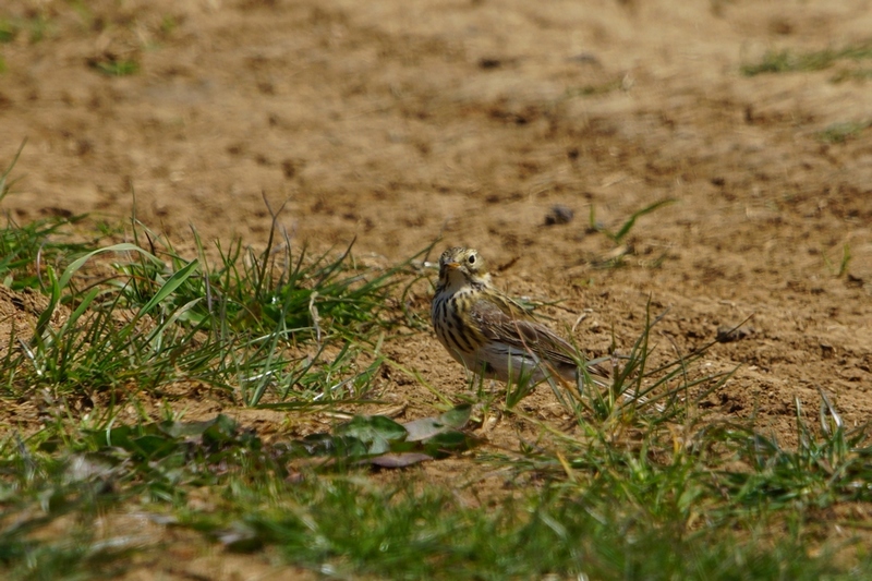 Meadow Pipit