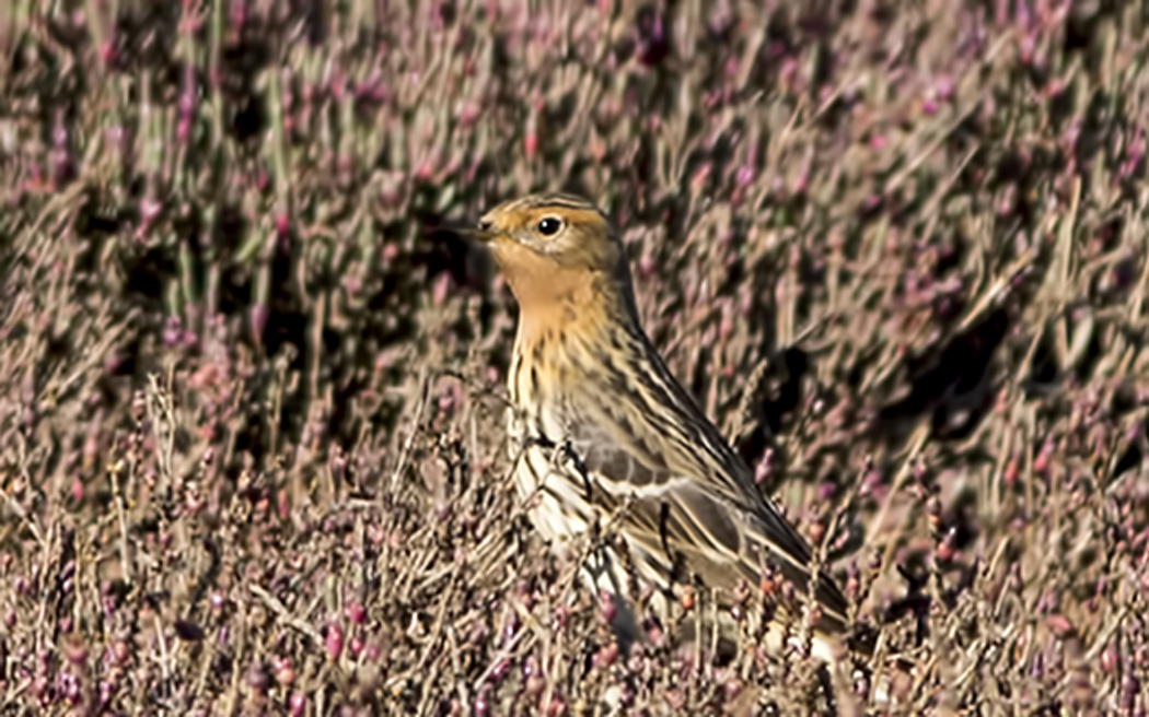 Red-throated Pipit
