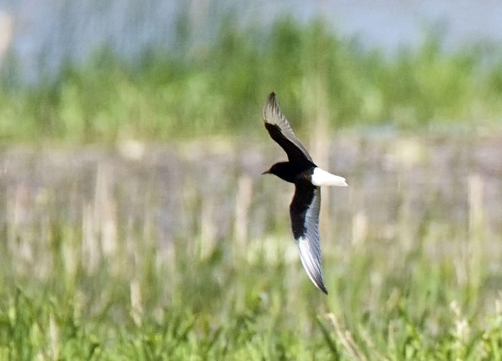 White-winged Tern