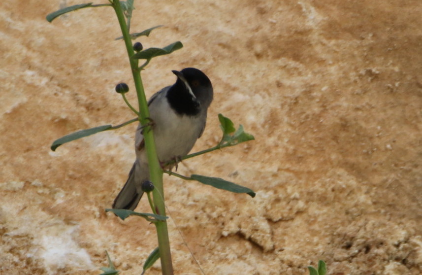 Rüppell`s Warbler
