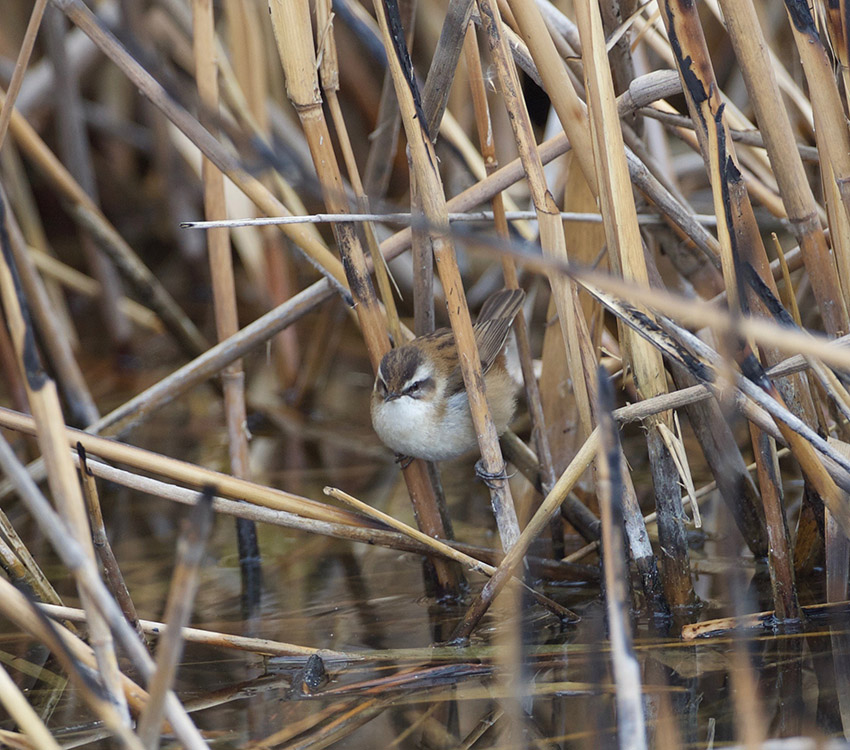 Moustached Warbler