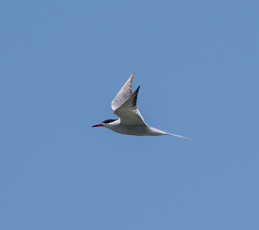 Common Tern