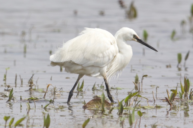 Little Egret