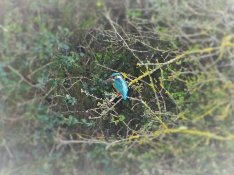 Common Kingfisher