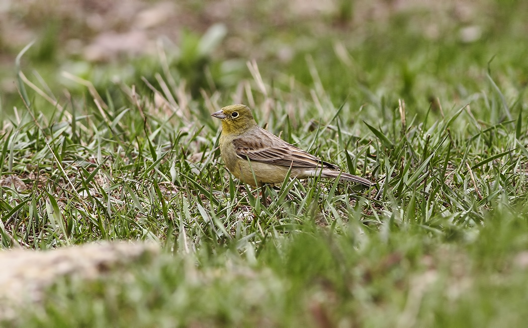 Cinereous Bunting