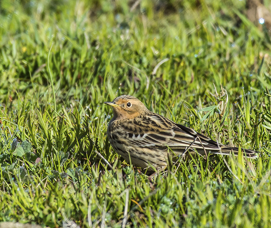 Red-throated Pipit