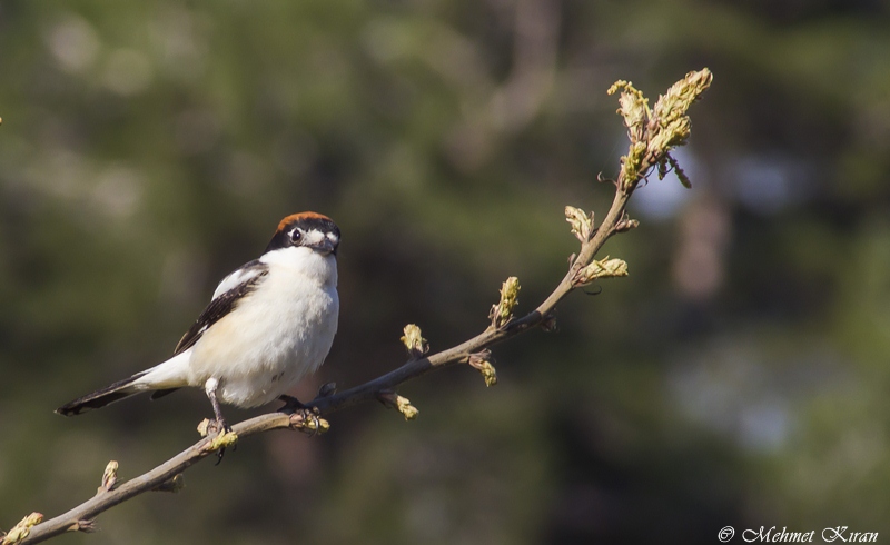 Woodchat Shrike