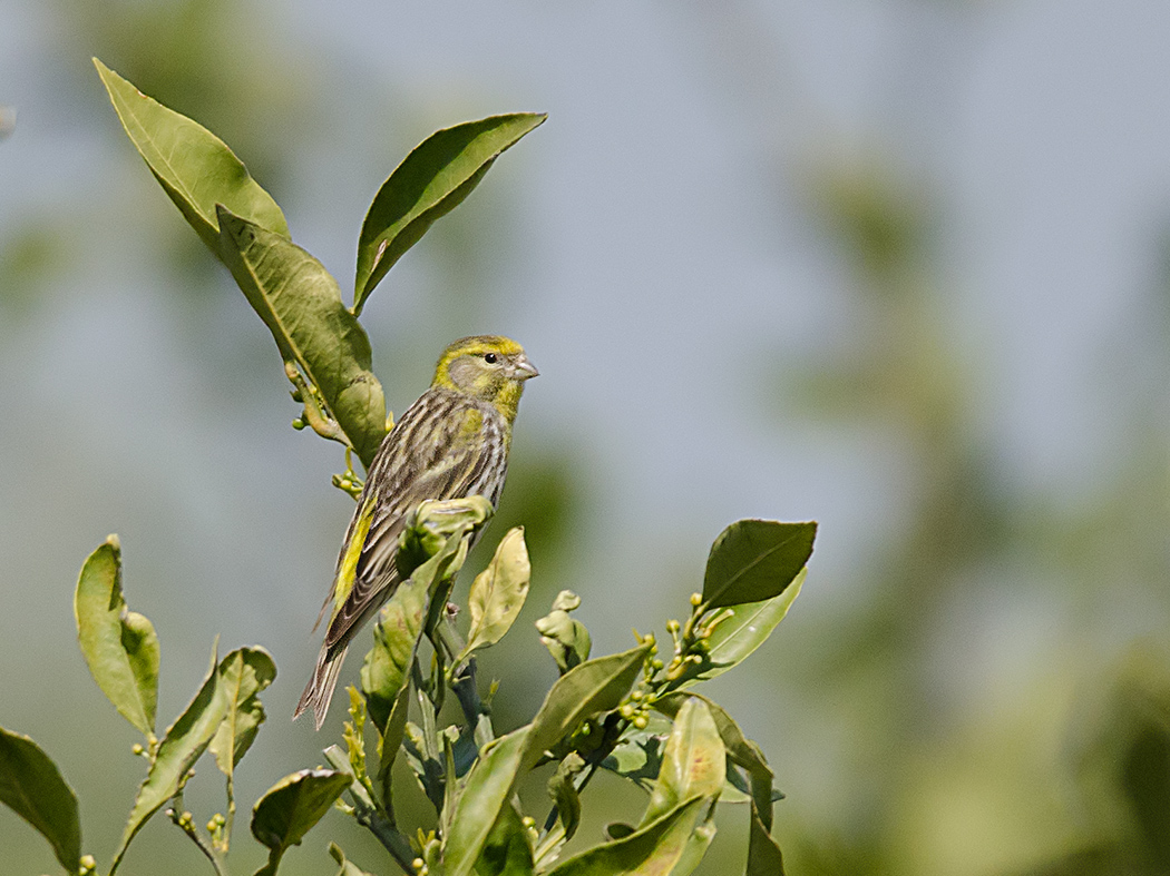 European Serin