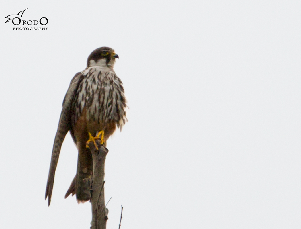 Eurasian Hobby