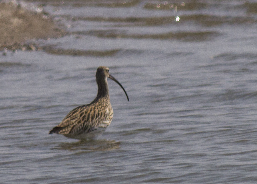 Eurasian Curlew