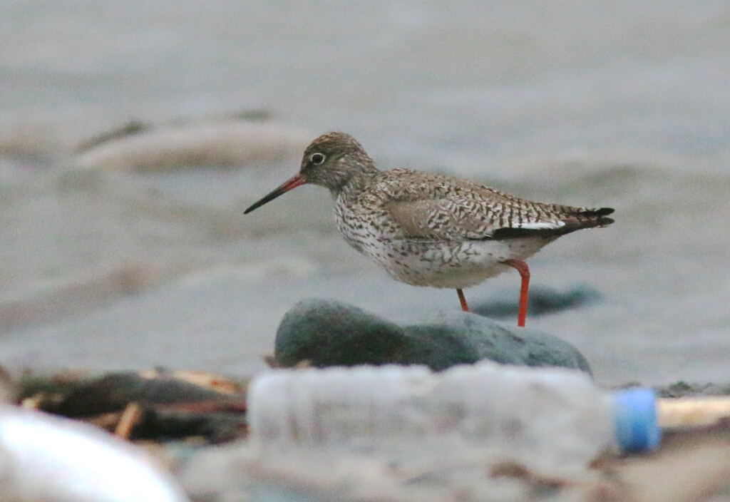 Common Redshank