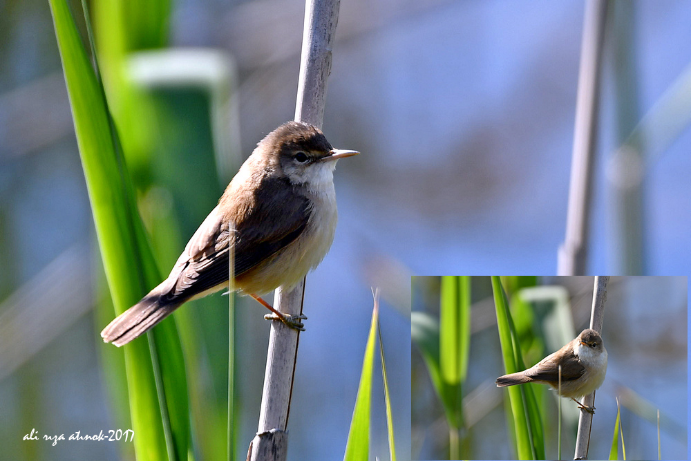 Common Reed Warbler