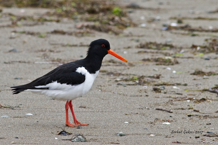 Eurasian Oystercatcher