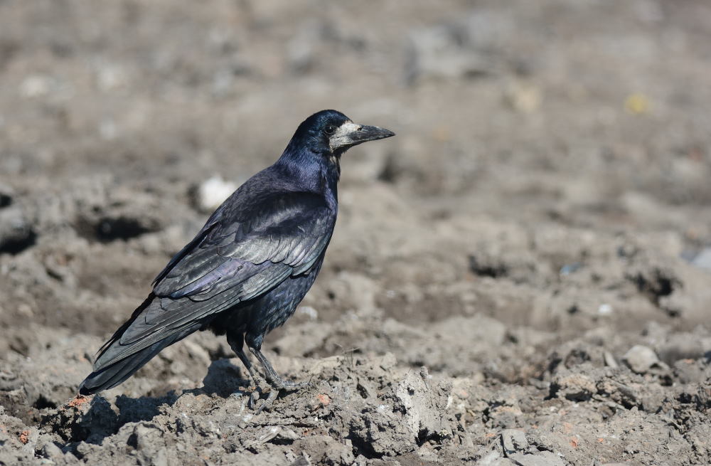 Rook