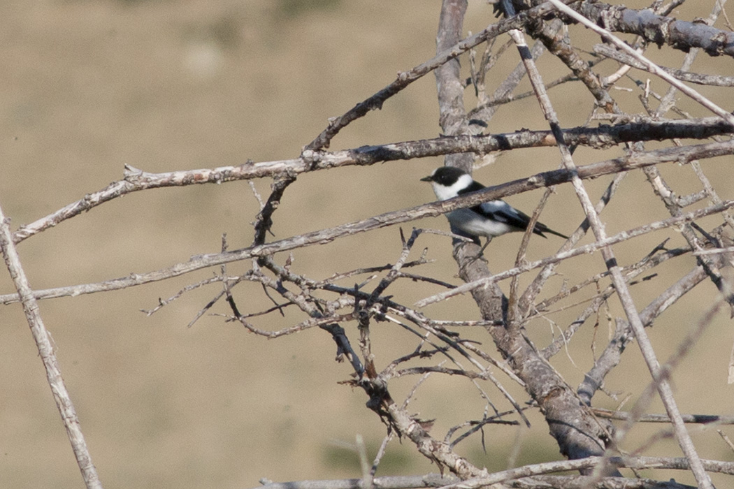Collared Flycatcher