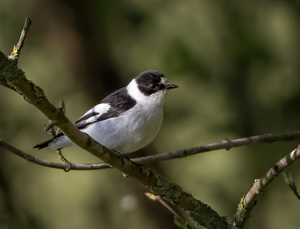 Collared Flycatcher