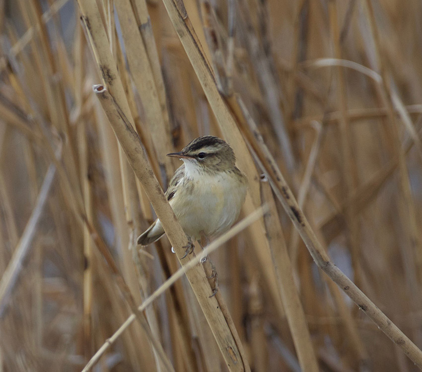 Sedge Warbler