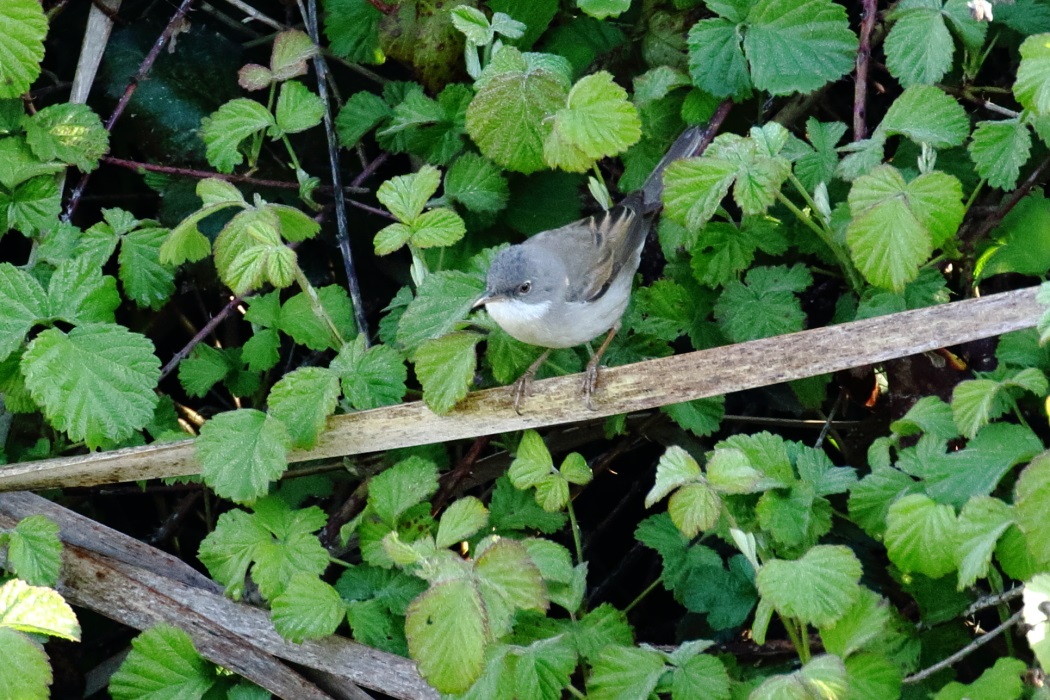 Common Whitethroat