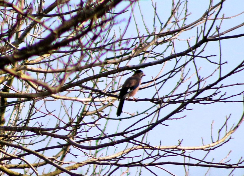 Eurasian Jay