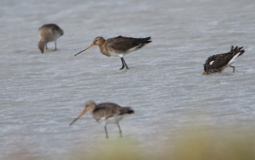 Black-tailed Godwit