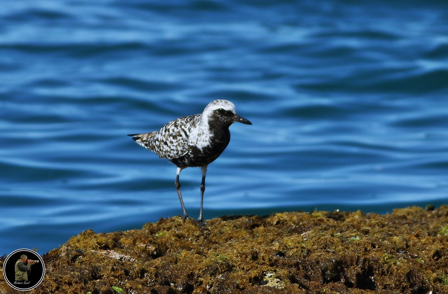 Grey Plover