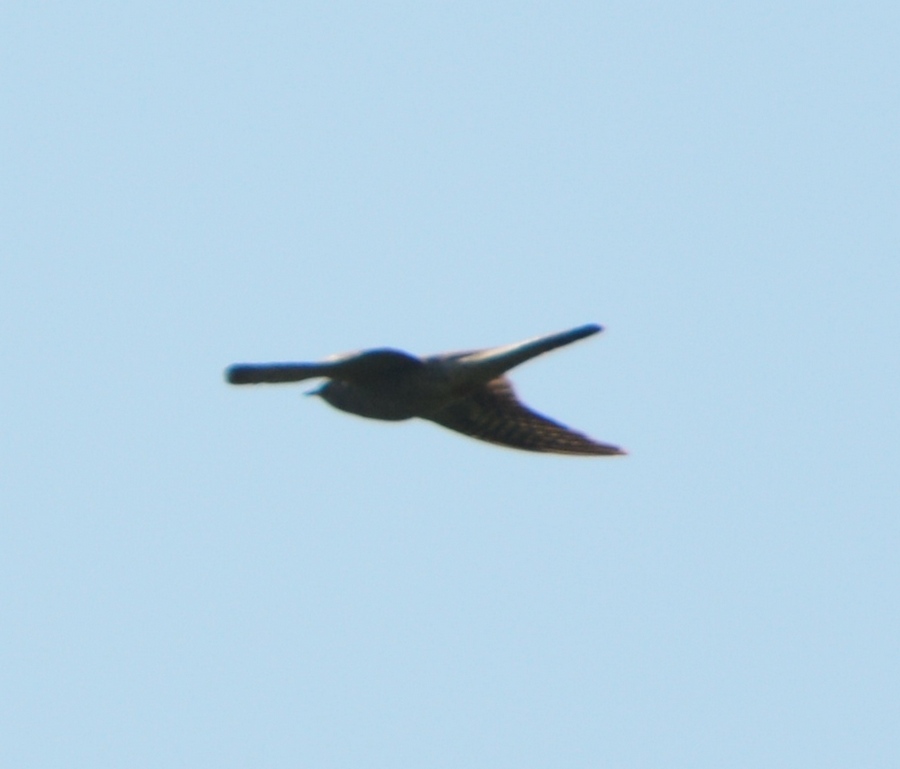 Common Cuckoo