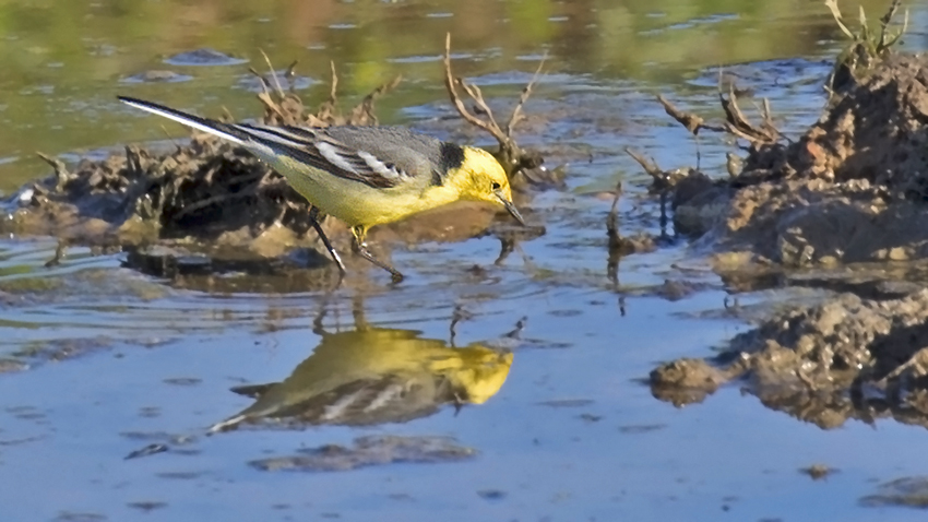 Citrine Wagtail