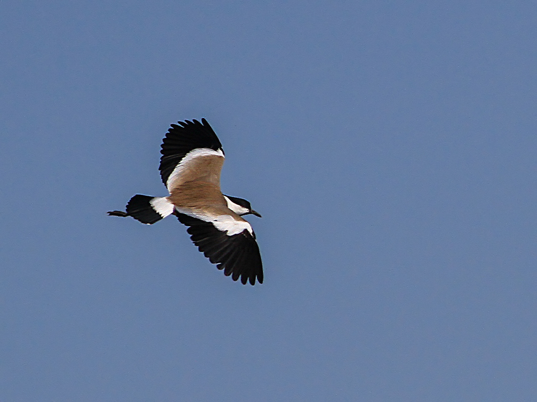 Spur-winged Lapwing