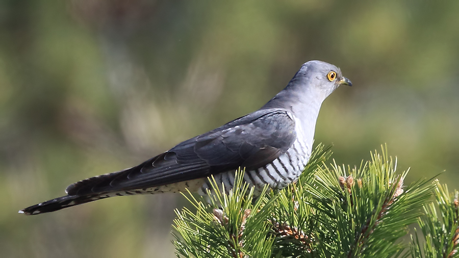 Common Cuckoo