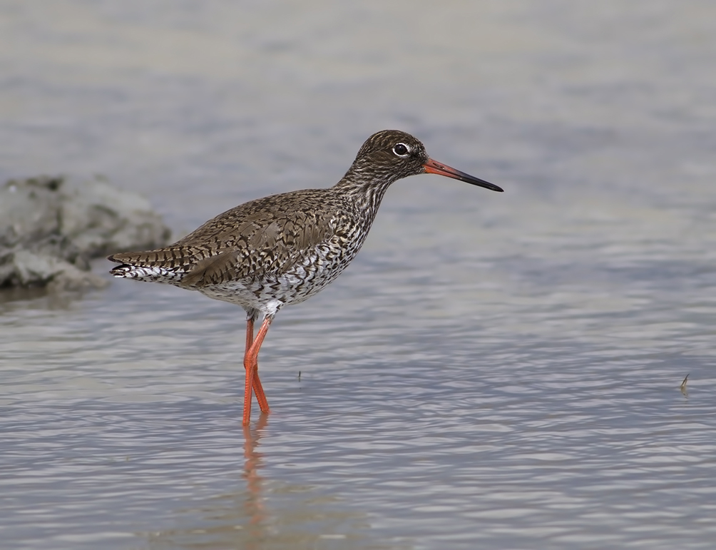Common Redshank