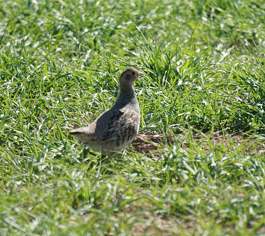 Grey Partridge