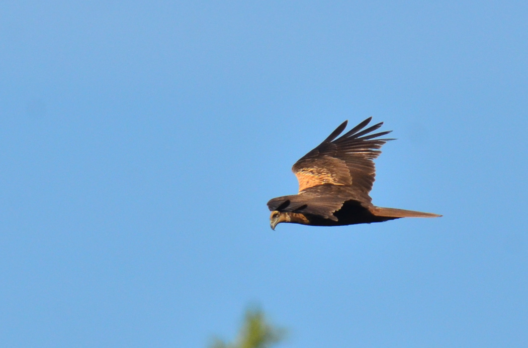 Western Marsh Harrier