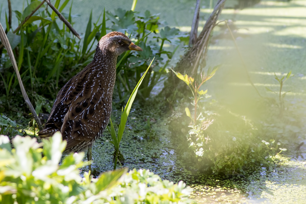 Spotted Crake