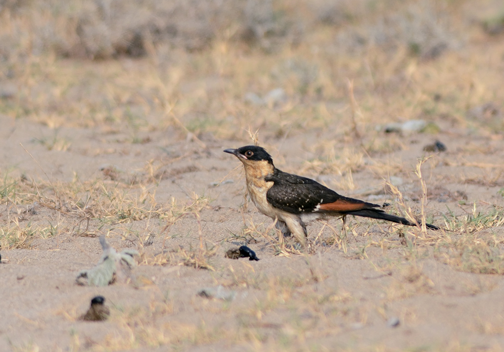 Great Spotted Cuckoo