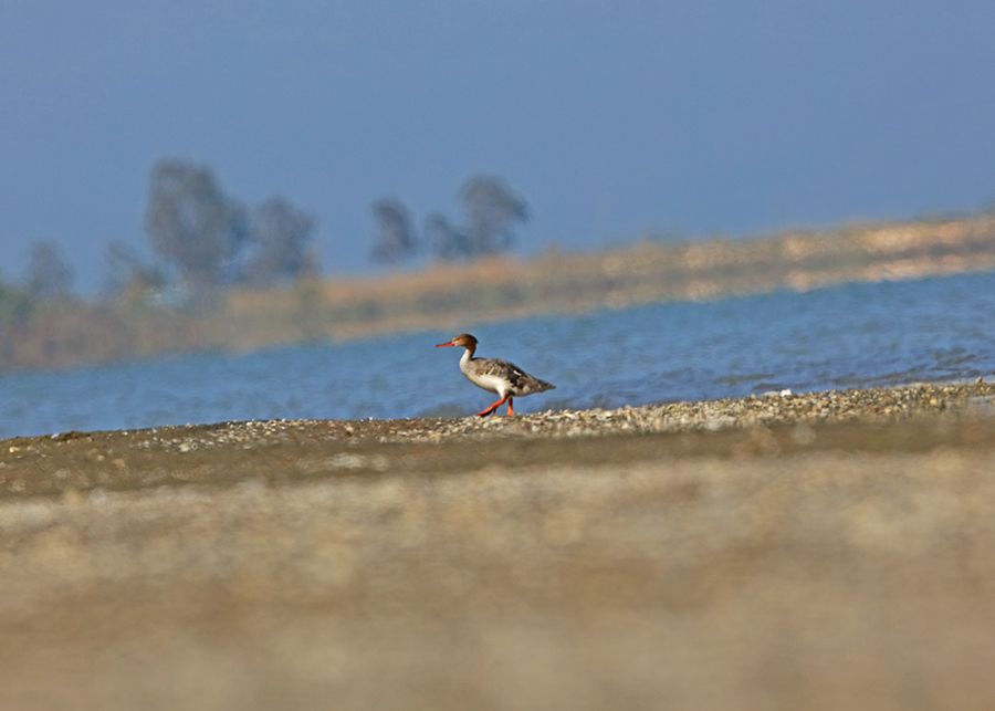 Red-breasted Merganser