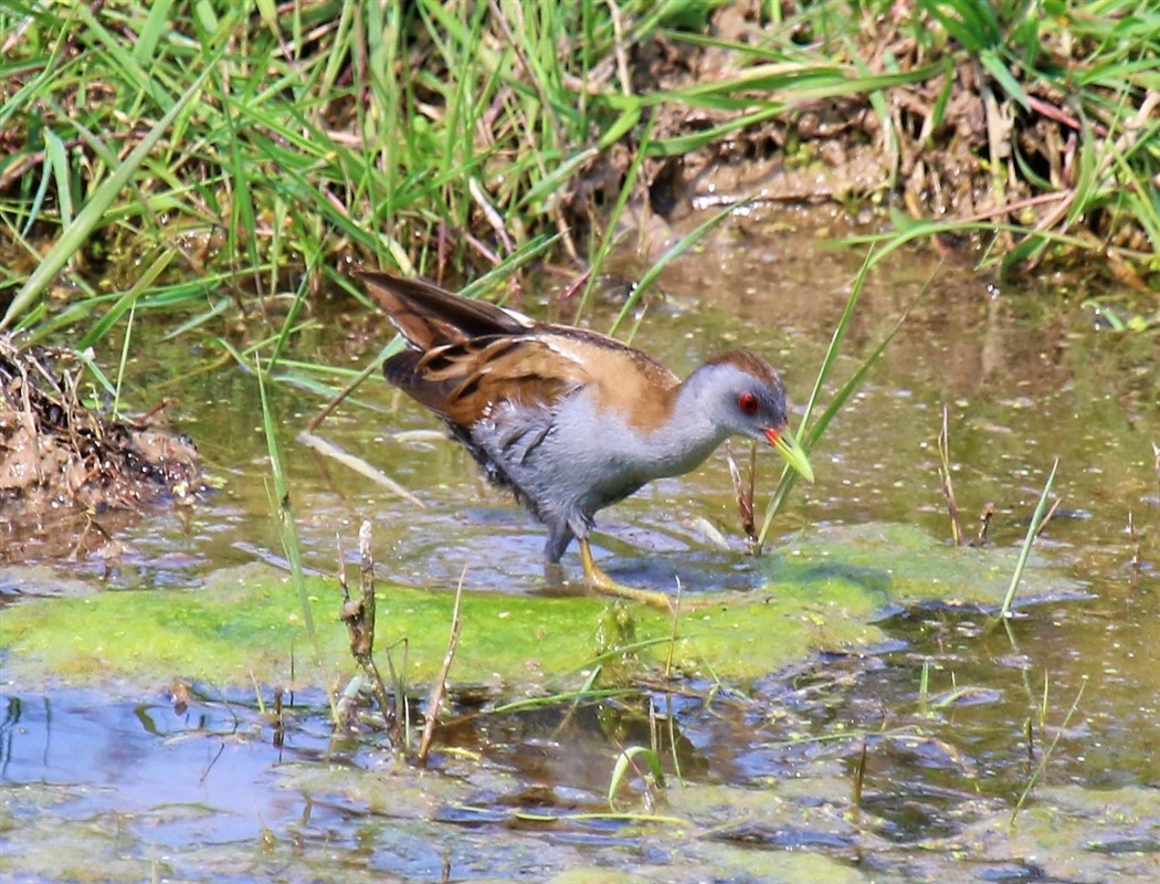 Little Crake