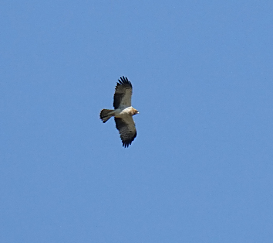 Booted Eagle