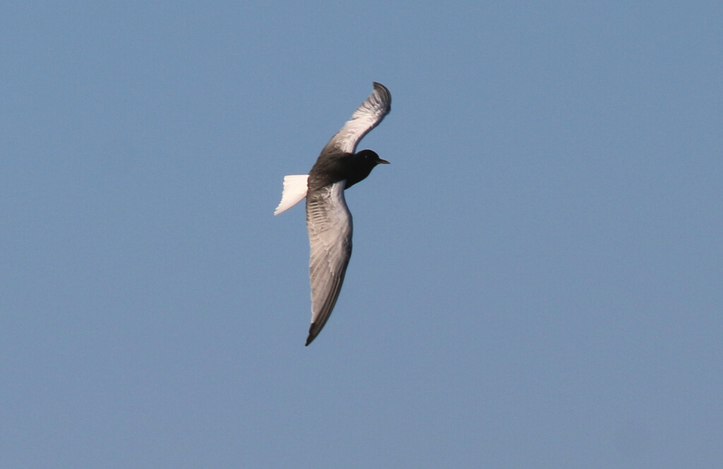 White-winged Tern