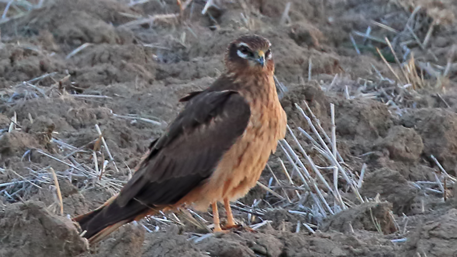 Montagu`s Harrier