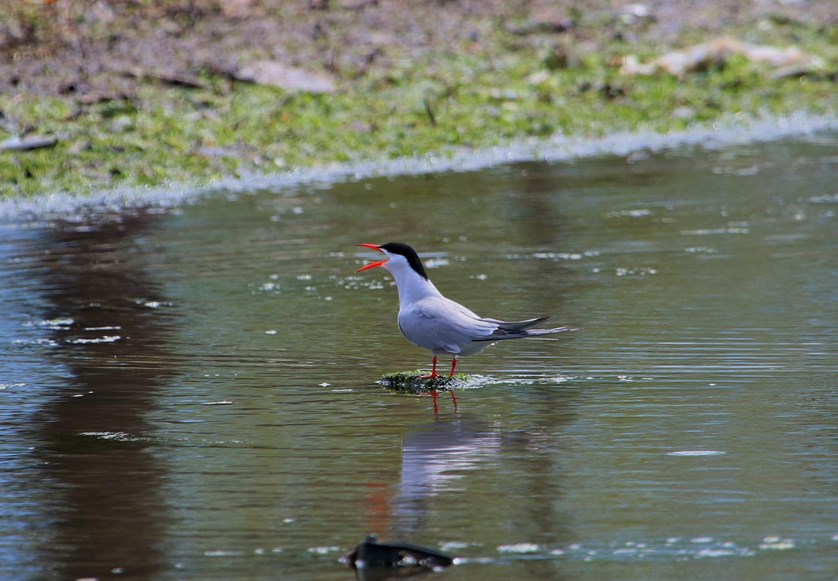 Common Tern