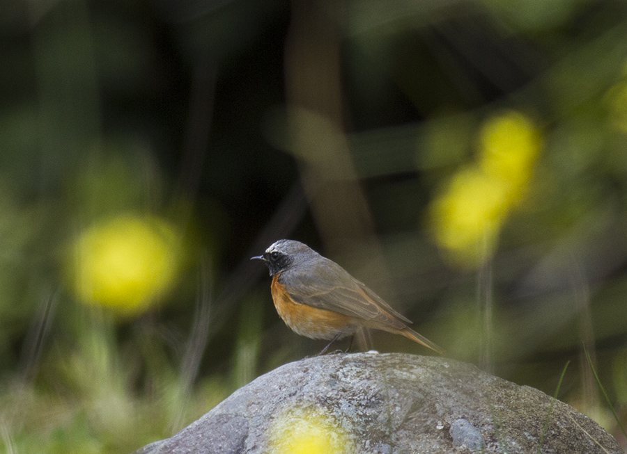 Common Redstart
