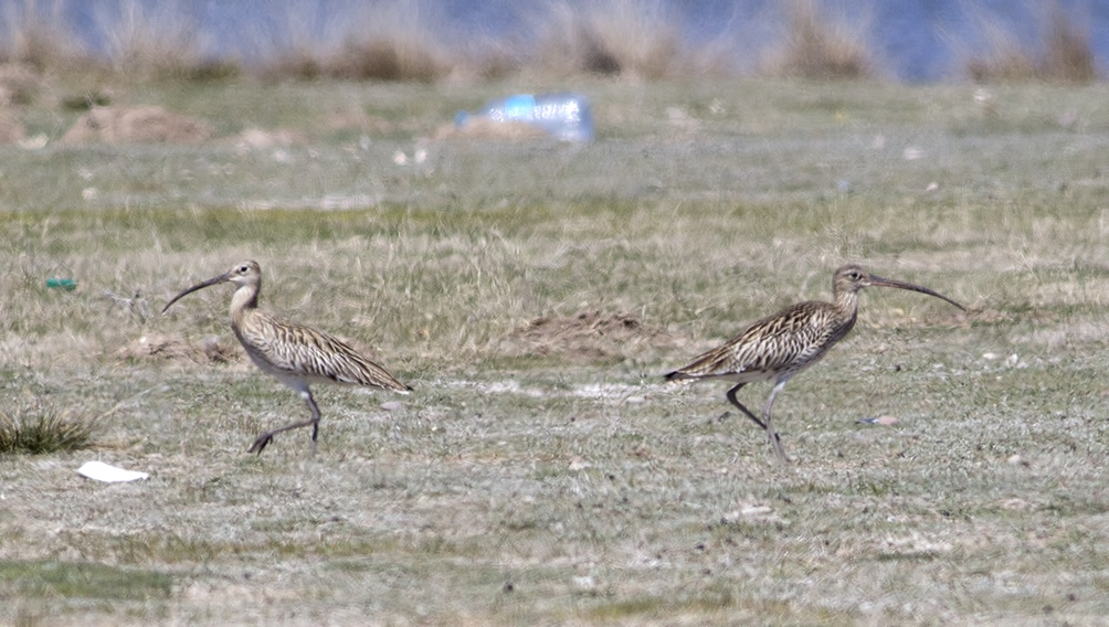 Eurasian Curlew