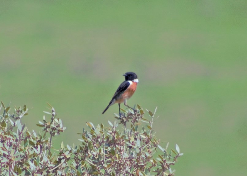 European Stonechat