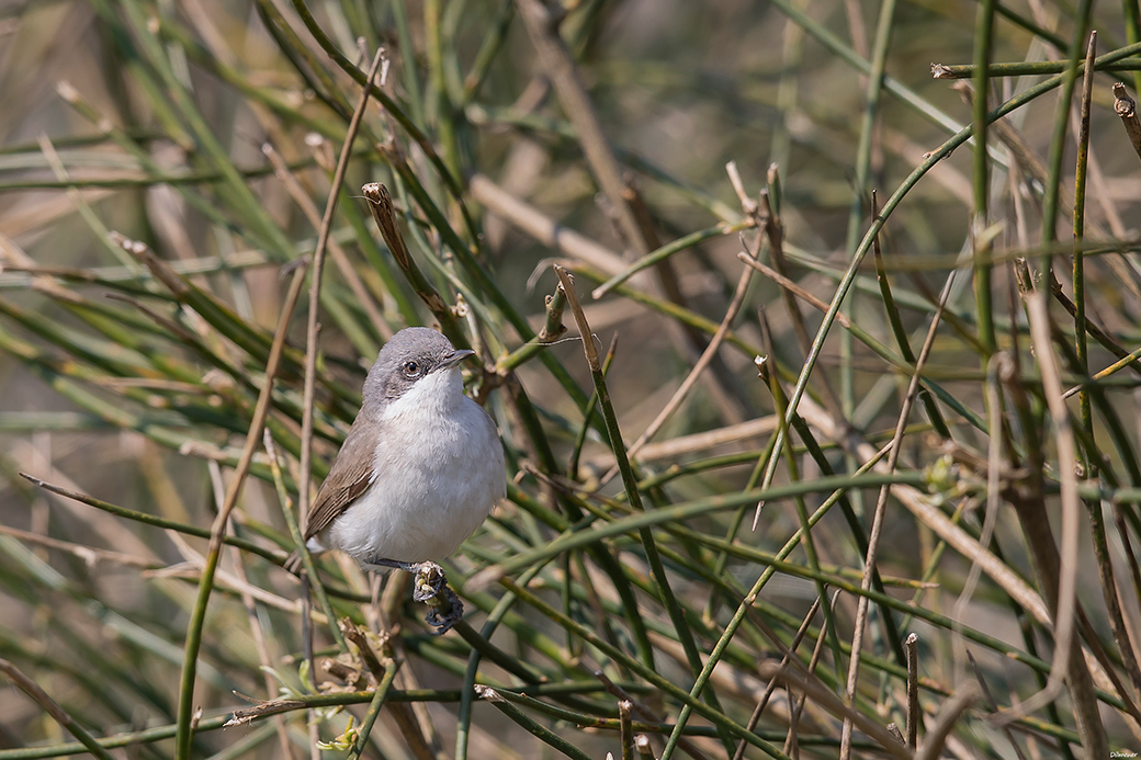 Lesser Whitethroat